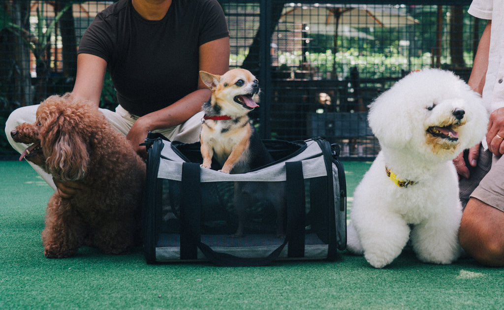 Dr. Olsson Scandinavia | Premium Pet Carrier